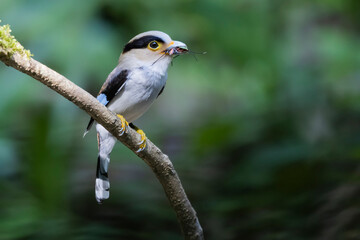 The Silver-breasted Broadbill birds in nature