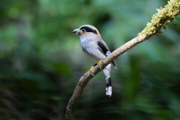 The Silver-breasted Broadbill birds in nature
