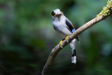 The Silver-breasted Broadbill birds in nature
