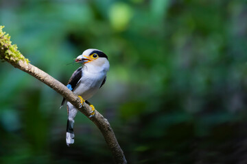 The Silver-breasted Broadbill birds in nature