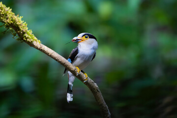 The Silver-breasted Broadbill birds in nature