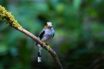 The Silver-breasted Broadbill birds in nature