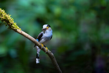 The Silver-breasted Broadbill birds in nature