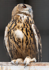 A brown owl with a red eye is standing on a wooden post