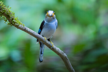 The Silver-breasted Broadbill birds in nature