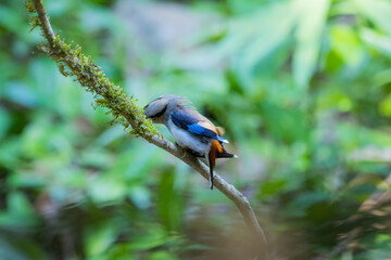 The Silver-breasted Broadbill birds in nature