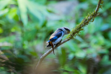 The Silver-breasted Broadbill birds in nature