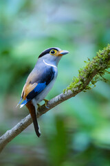 The Silver-breasted Broadbill birds in nature