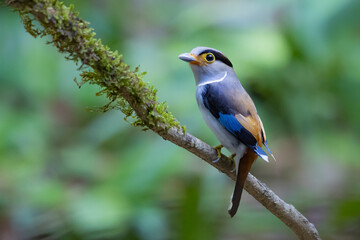 The Silver-breasted Broadbill birds in nature