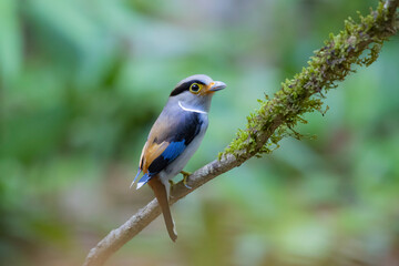 The Silver-breasted Broadbill birds in nature