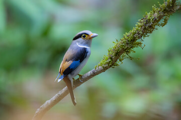 The Silver-breasted Broadbill birds in nature
