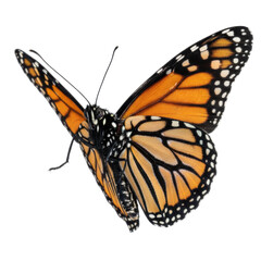 Fototapeta premium Stunning Monarch Butterfly Wing Detail Isolated Against Black Background Nature Insect