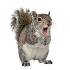 Obraz premium Surprised Eastern Grey Squirrel on Black Background Open Mouth Showing Teeth