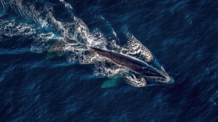 A large whale swimming on the surface of the deep blue ocean. Concept Whale on the surface, Deep blue ocean, Marine life, Ocean landscape, Majestic marine mammal