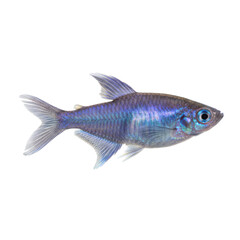 Obraz premium Vibrant blue tetra fish with shimmering scales isolated on a black background aquarium pet