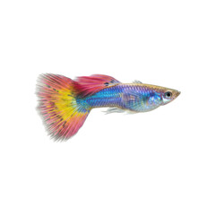 Vibrant Multicolor Guppy Fish Isolated on Black Background Studio Shot