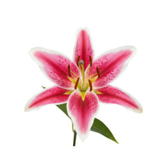 Fototapeta premium Vibrant Pink and White Lily Flower Blooming with Delicate Petals on a Dark Background