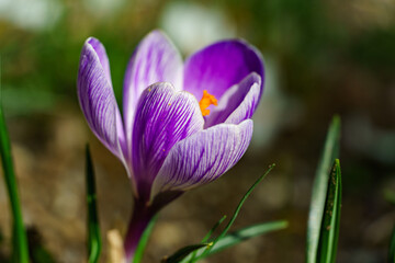 Close-up of single purple crocus King of Stripes flower with white stripes, its bright orange stamen vividly contrasting against delicate petals, set amidst green blades of grass
