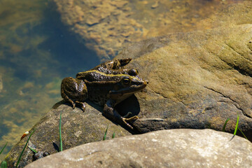 Frog Rana ridibunda (pelophylax ridibundus) perched on rock by  water's edge, basking in sunlight with serene backdrop of clear water and submerged stones