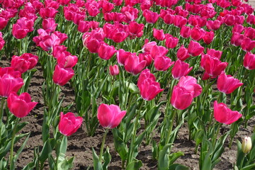 Mass of magenta colored flowers of tulips in April