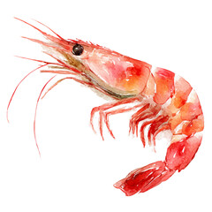 Watercolor-style vector illustration of Shrimp Cocktail, isolated on a clean white background.