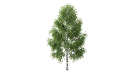 A realistic 3D rendering of a mature birch tree, with lush green foliage and white bark, isolated on transparent background, cutout, PNG