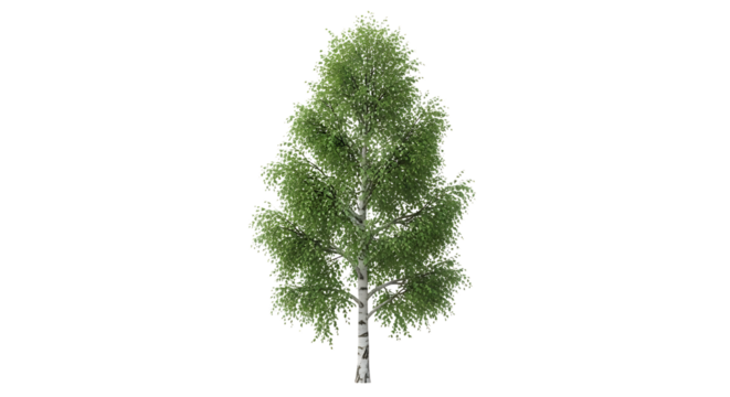 A realistic 3D rendering of a mature birch tree, with lush green foliage and white bark, isolated on transparent background, cutout, PNG