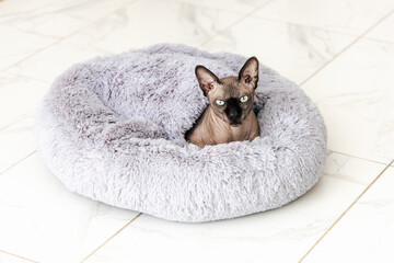 Sphynx cat comfortably resting in soft grey pet bed at home during the day