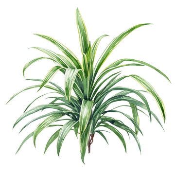 A watercolor painting of Spider Plant, vector illustration on white background.