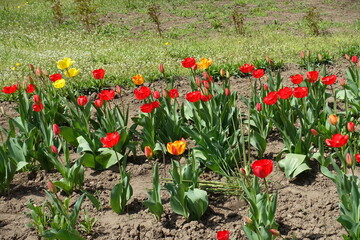 Numerous red and yellow flowers of tulips in April