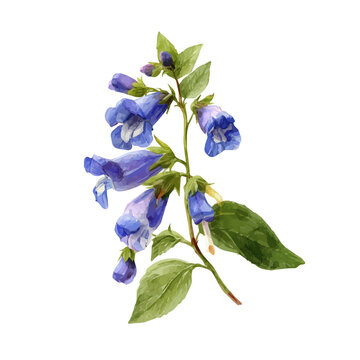 Skullcap, watercolor illustration, vector style, isolated on a white background.