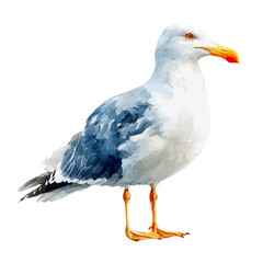 Watercolor vector illustration of Seagull, isolated on white background.
