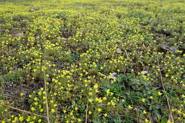 Numberless yellow flowers of ceratocephala testiculata in April