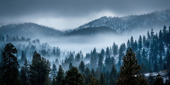 Misty evergreen forest landscape with snow dusted mountains in background nature trees