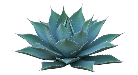 Blue-green agave plant, with sharp pointed leaves and serrated edges, isolated on transparent background, cutout, PNG