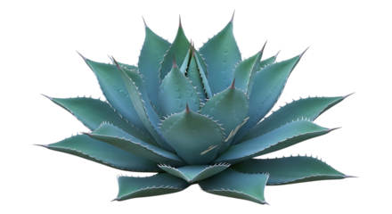 Blue-green agave plant, with sharp pointed leaves and serrated edges, isolated on transparent background, cutout, PNG