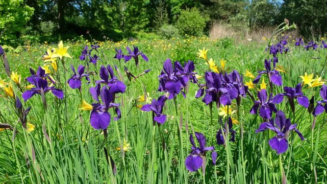 Iris sibirica 'Caesar's Brother' &ndash; Wiesen-Iris auf einer Staudenwiese in Vergesllschaftung mit Hemerocallis 'Corky' - Taflilie
