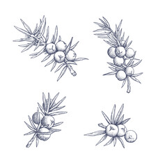 Juniper branches. Hand drawn botanical vector illustration in engraving style