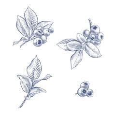 Blueberry branches. Hand drawn botanical vector illustration in engraving style