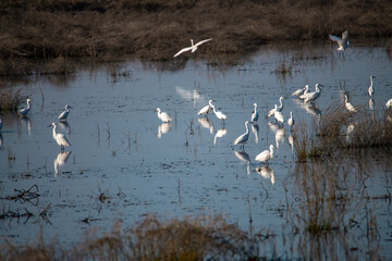 Scene of egrets foraging in the wetland