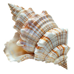 Obraz premium Spiral seashell with orange and brown striped texture, marine mollusk shell close-up, coastal decor and beach design element isolated PNG with Transparent Background