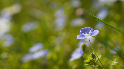 Przetacznik perski w wiosennym ogrodzie  © Piotr