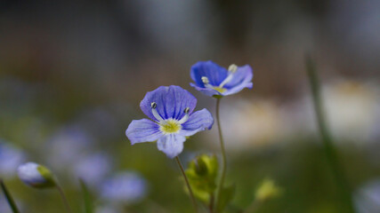 Przetacznik perski w wiosennym ogrodzie  © Piotr