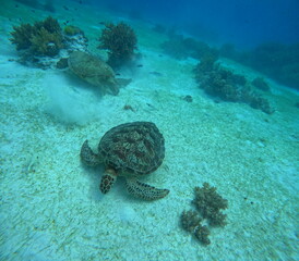 Two Sea Turtles Swimming Underwater with Coral Reef