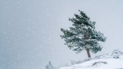 Lone pine tree covered in snow during a blizzard with falling snowflakes winter