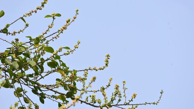 Streblus asper tree flowers. It&nbsp;is a species of&nbsp;flowering plant&nbsp;in the family&nbsp;Moraceae. This tree common names&nbsp;Siamese rough bush,&nbsp;khoi tree,&nbsp;serut tree, and&nbsp;toothbrush tree. Flowering tree.
