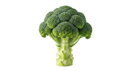 Fresh green broccoli head, with detailed florets and thick stem, isolated on transparent background, cutout, PNG