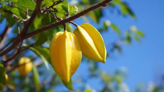 Star fruit hanging from a tree branch against a bright blue sky backdrop