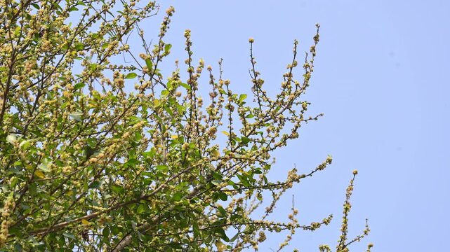 Streblus asper tree flowers. It&nbsp;is a species of&nbsp;flowering plant&nbsp;in the family&nbsp;Moraceae. This tree common names&nbsp;Siamese rough bush,&nbsp;khoi tree,&nbsp;serut tree, and&nbsp;toothbrush tree. Flowering tree.
