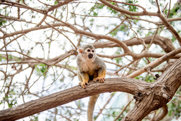 Monkey Park Tenerife. A curious monkey perched on a branch, highlighting the vibrant wildlife found in Tenerifes lush landscapes